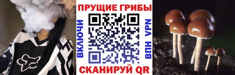 Псилоцибиновые грибы мухоморы  где купить наркоту  Вытегра 
